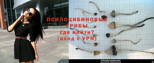 PSILOCYBIN Гусев